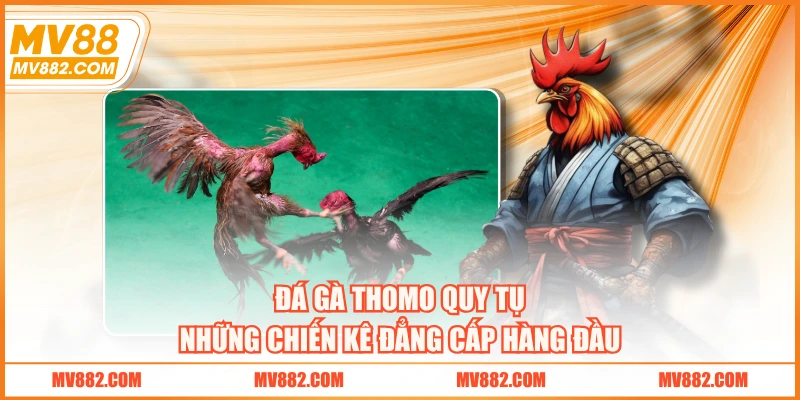 Đá gà Thomo quy tụ những chiến kê đẳng cấp hàng đầu