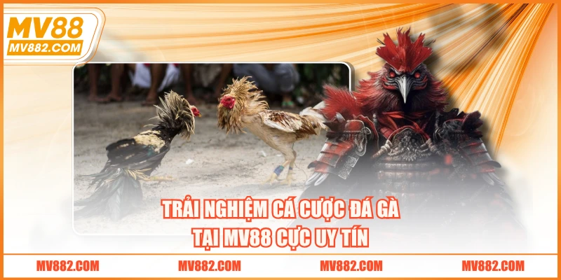 Trải nghiệm cá cược đá gà tại MV88 cực uy tín